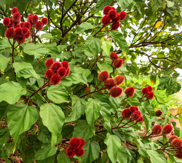 100 ANNATTO TREE Lipstick Plant Bixa Orellana Seeds